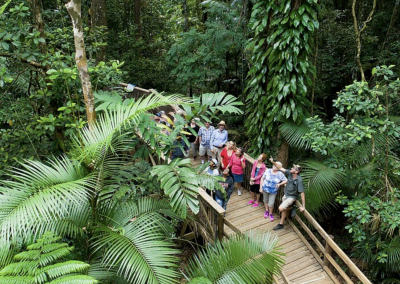 Daintree Rainforest Tours