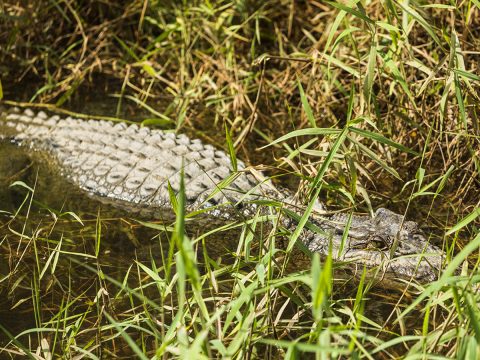 Crocodile in the grass and water