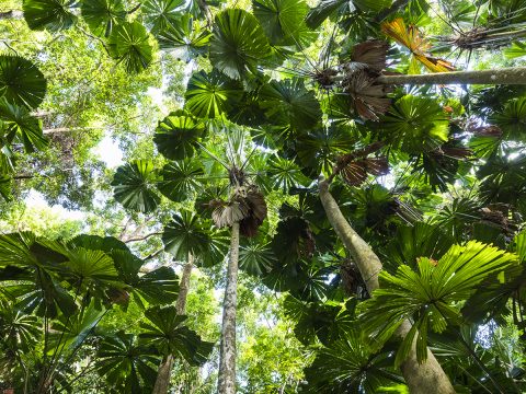 Daintree Rainforest