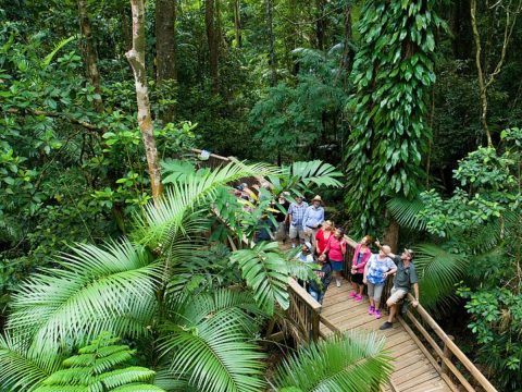 Billy Tea Safaris Daintree Rainforest Walk