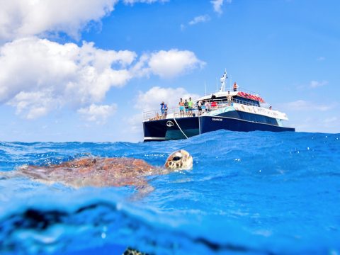 Great Barrier Reef’s Dreamtime with Indigenous Sea Rangers and turtle