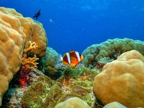 Great Barrier Reef Clown Fish