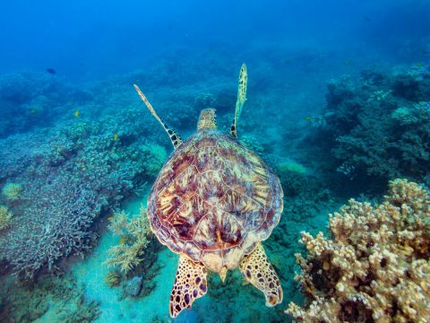 Frankland Islands Turtle