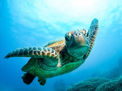 Turtle at the Great Barrier Reef