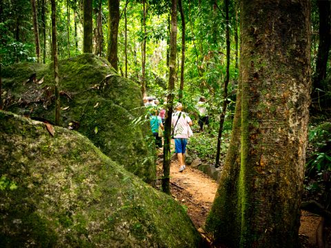 Mossman Gorge Walk