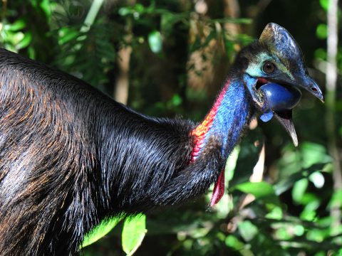 Cassowary in the Daintree Rainforest