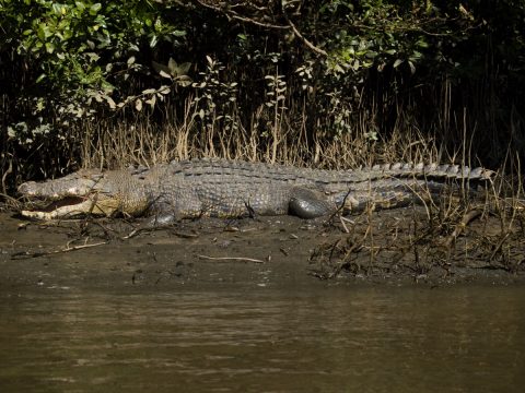 Mossman River Croc