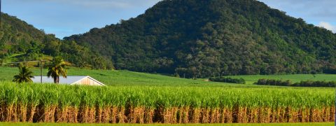 Cairns Discovery Tours view driving to Palm Cove