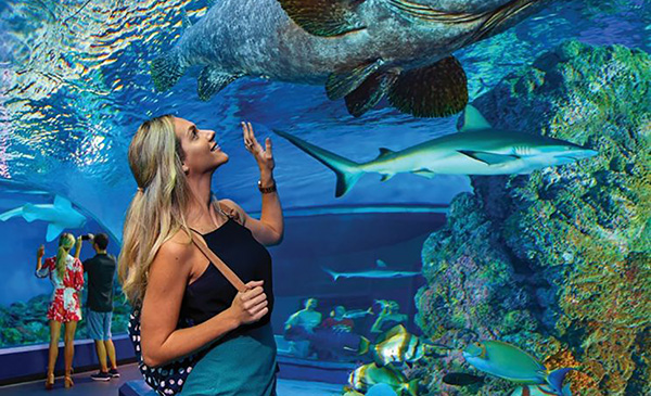 Woman looking at aquatic animals during Cairns Aquarium Day Trip and Tour