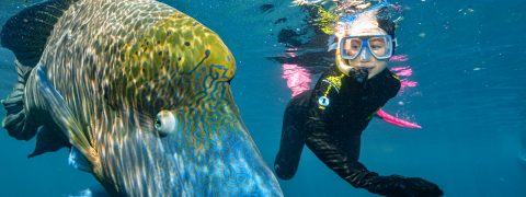 Diver enjoying the swim