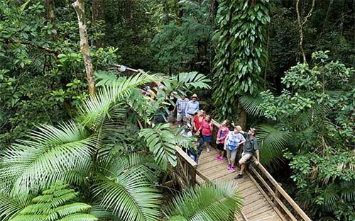 Tour group on board walk in rainforest