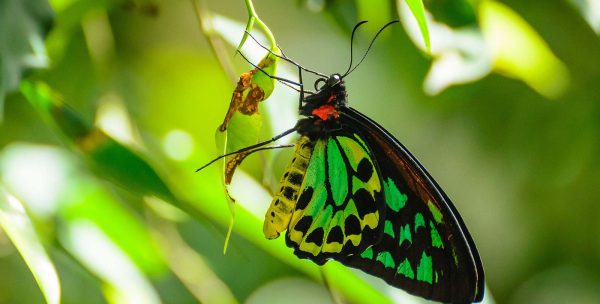 Cairns Birdwing butterfly in Kuranda sanctuary