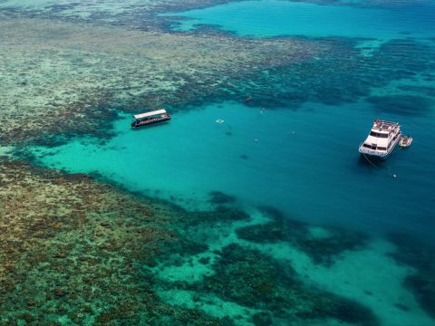 Ocean Freedom boat exploring the reef