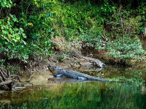 Crocodile on river bank