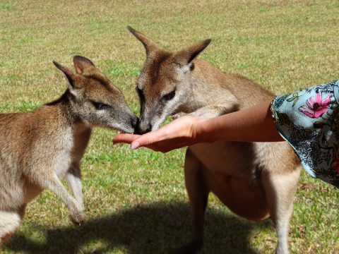 Wallabies eating out of a woman hand