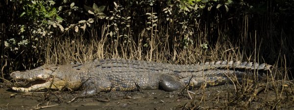 A crocodile