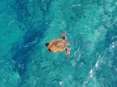 Turtle swimming in the ocean