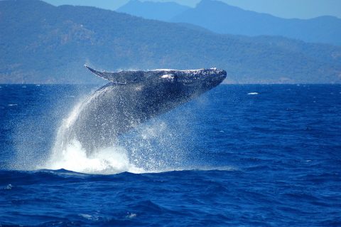 Cairns Whale Watching Tours