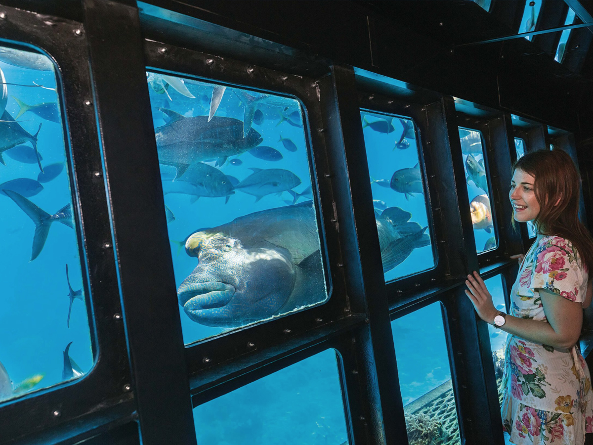Underwater observatory experience on Great Barrier Reef tour