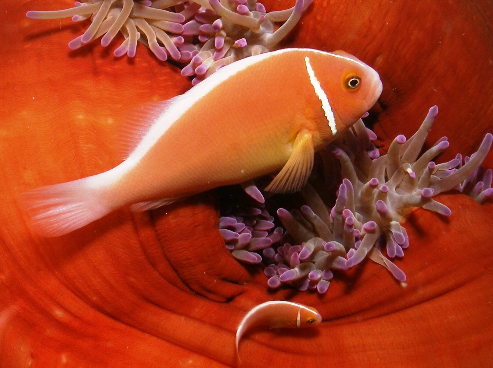 Clownfish swimming among sea anemone tentacles on the Great Barrier Reef