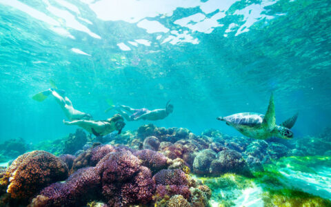 Snorkelers swimming with sea turtle over coral reef at Fitzroy Island