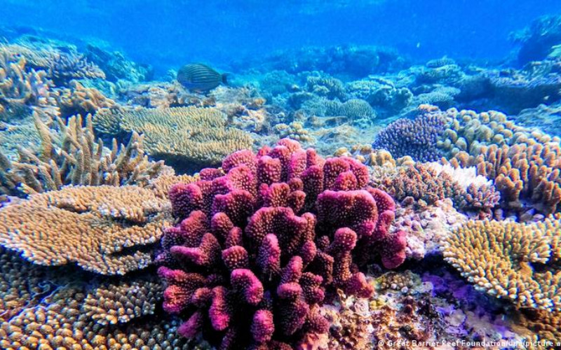 Colorful coral reef ecosystem at the Great Barrier Reef with diverse marine life