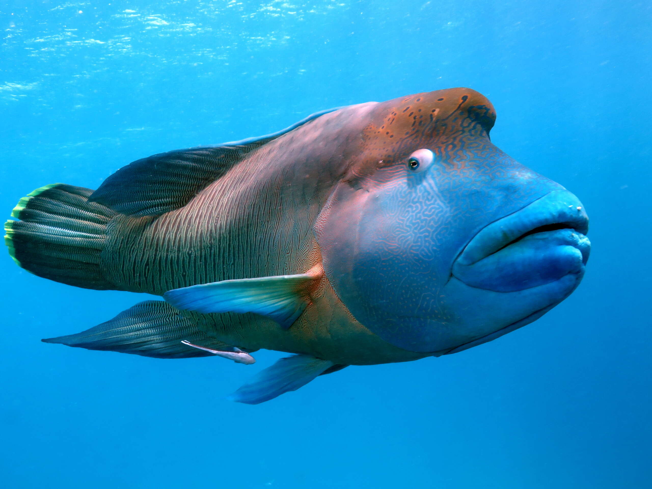 Maori wrasse swimming in clear blue water on the Great Barrier Reef