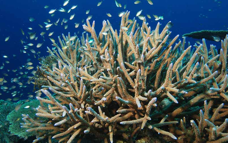 Hard coral formations with reef fish at the Great Barrier Reef