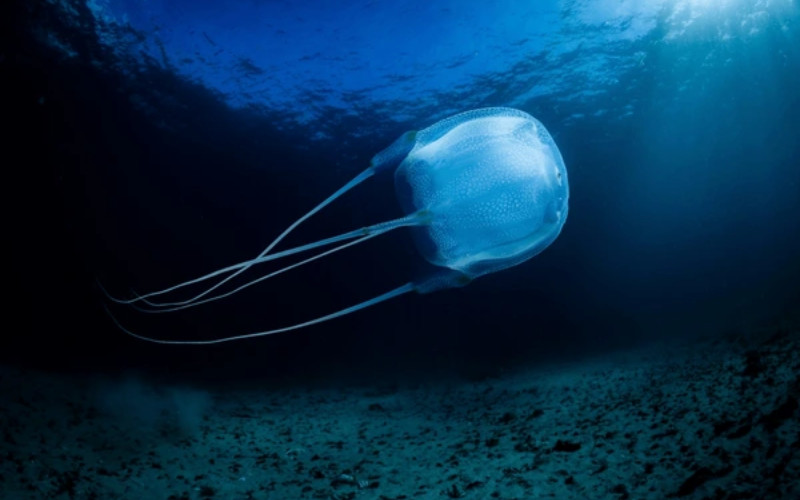 Box jellyfish swimming underwater at the Great Barrier Reef in clear blue ocean