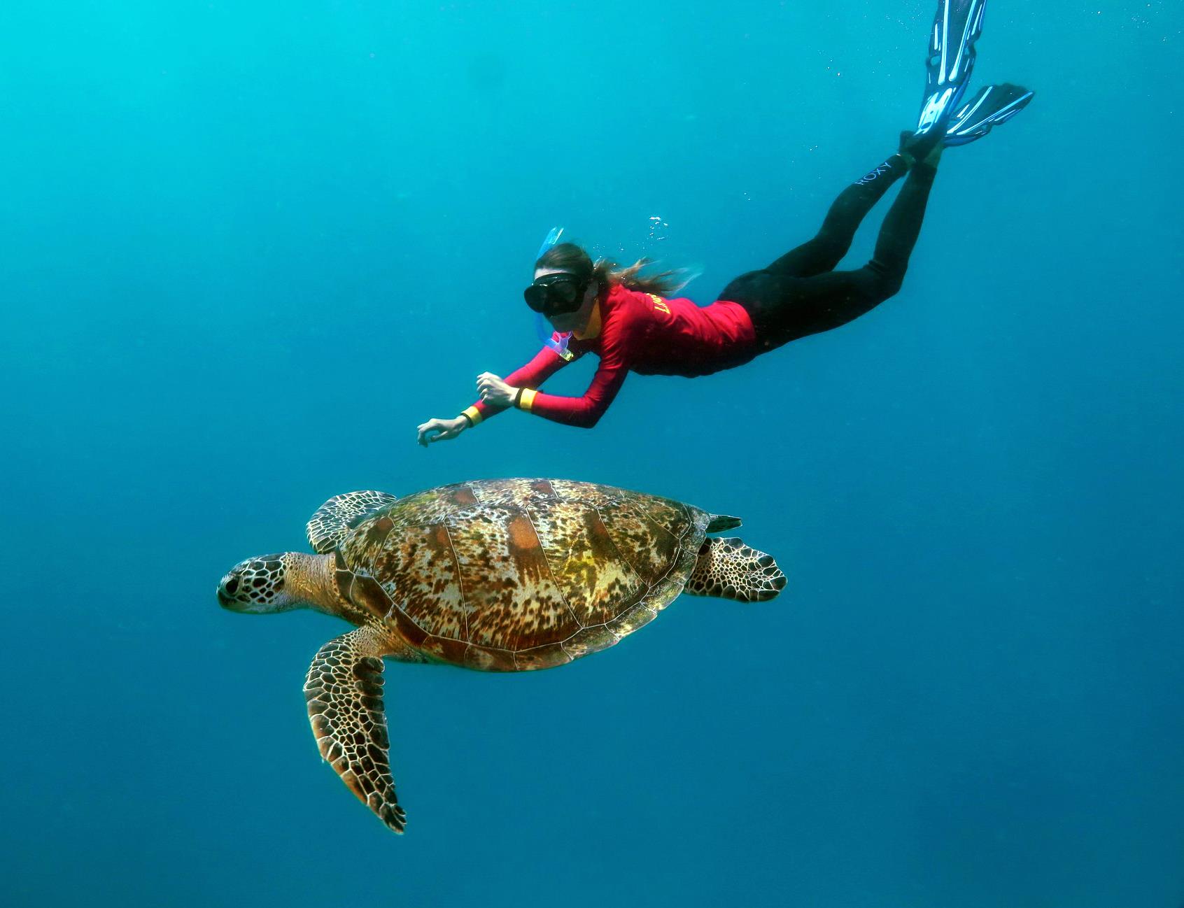 Snorkeller swimming alongside a sea turtle in clear waters of the Great Barrier Reef