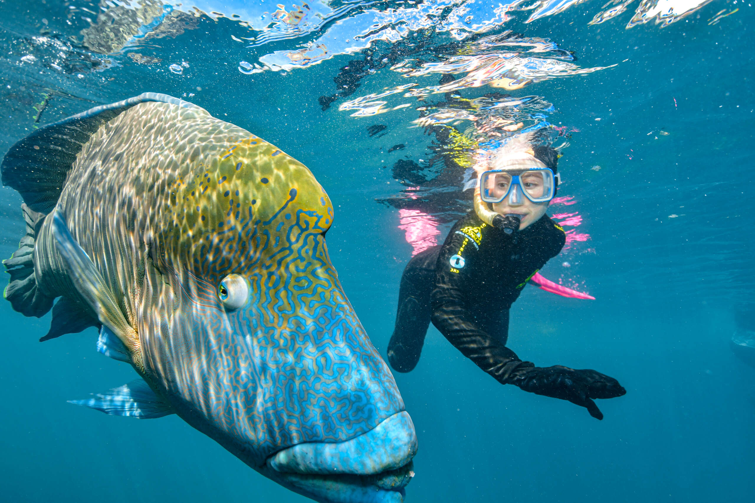 Snorkeler swimming beside large fish at the Great Barrier Reef near a pontoon tour