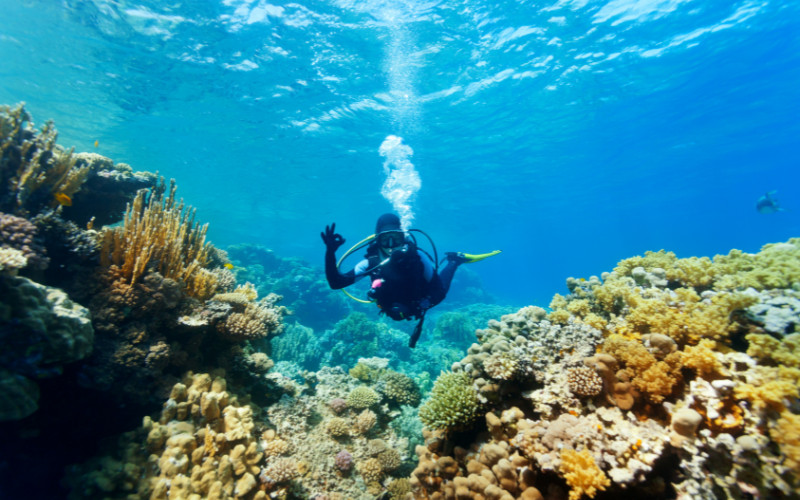 Scuba diver exploring coral reef at the Great Barrier Reef in clear blue water