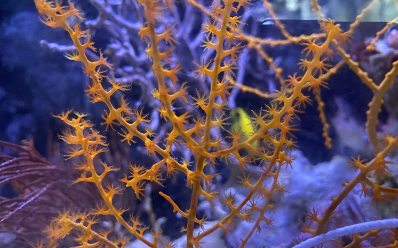 Soft coral swaying underwater at the Great Barrier Reef