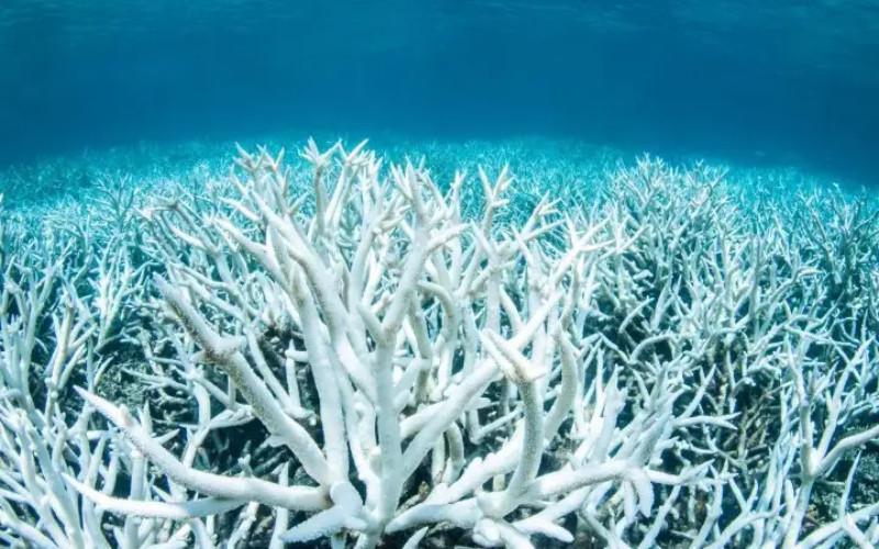 White coral reef affected by bleaching in clear ocean water