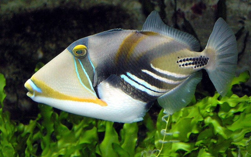 Triggerfish swimming over coral reef at the Great Barrier Reef