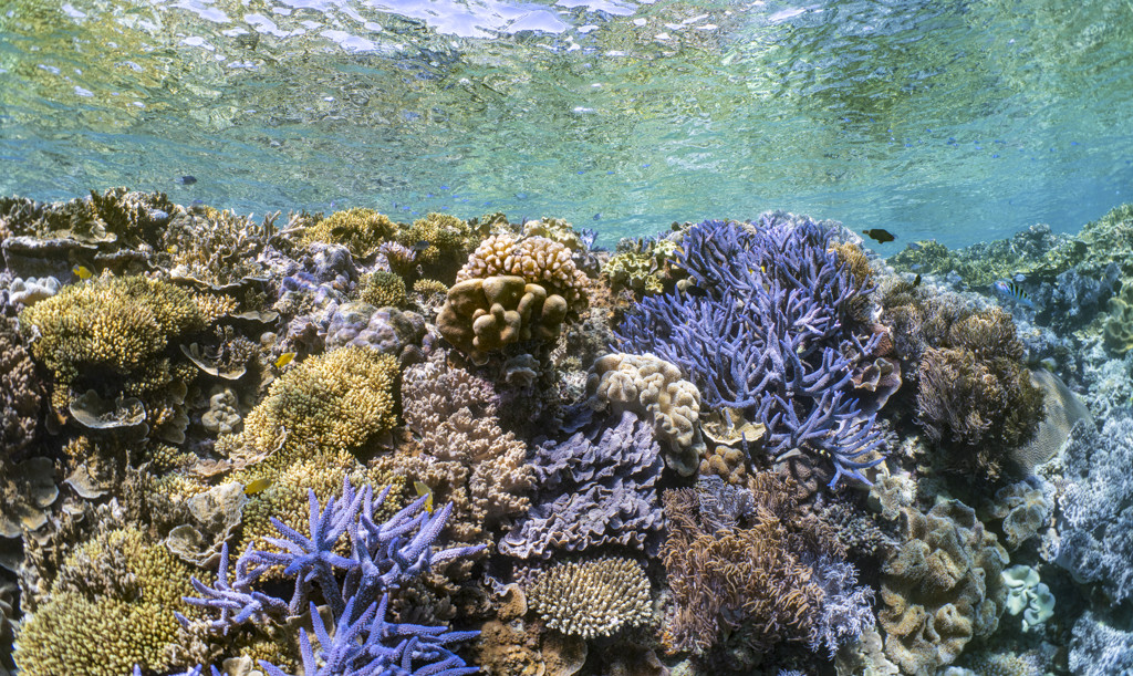 Colorful coral reef at the Great Barrier Reef in clear shallow water
