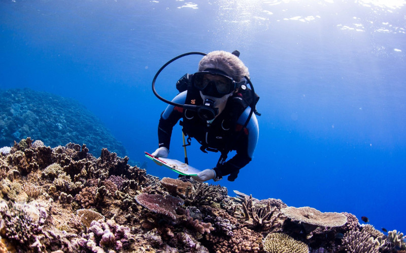 Diver recording data on coral reef as part of marine conservation work underwater