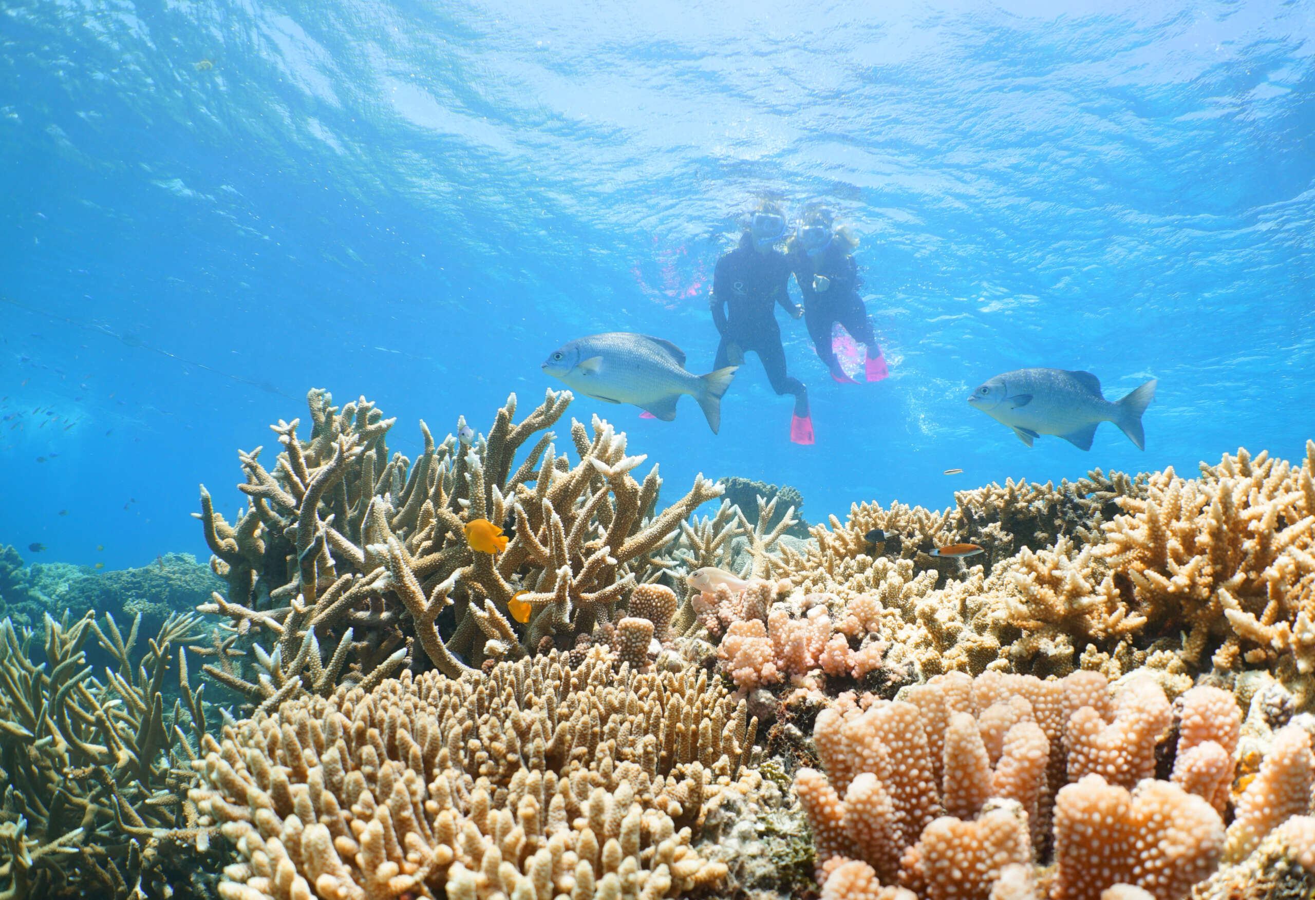 Snorkelers swimming above coral reef with fish at the Great Barrier Reef