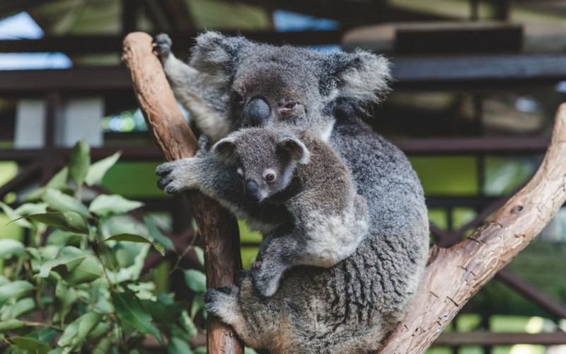 Mother koala and joey at Rainforestation Nature Park Kuranda Queensland Australia