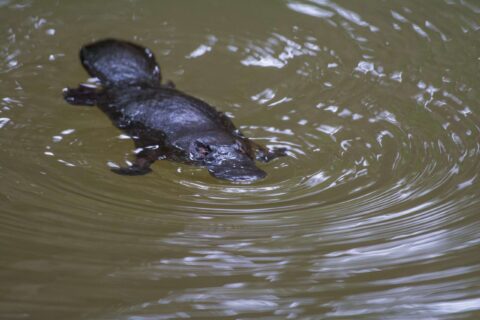 Atherton Tablelands Wildlife Tour
