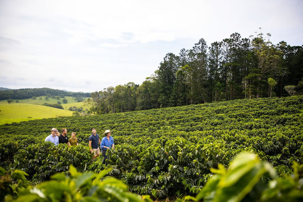 Visitors walking through Arabica coffee plantation in Mareeba Atherton Tablelands Far North Queensland