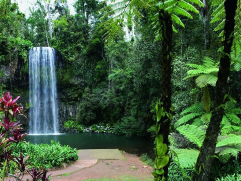 `Millaa Millaa Falls cascading into a rainforest pool on the Atherton Tablelands waterfall circuit Queensland`