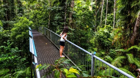 Visitor on elevated canopy walkway at Daintree Discovery Centre rainforest Queensland Australia