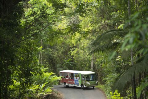 Guided tour bus driving through Daintree Rainforest road surrounded by dense tropical vegetation Queensland