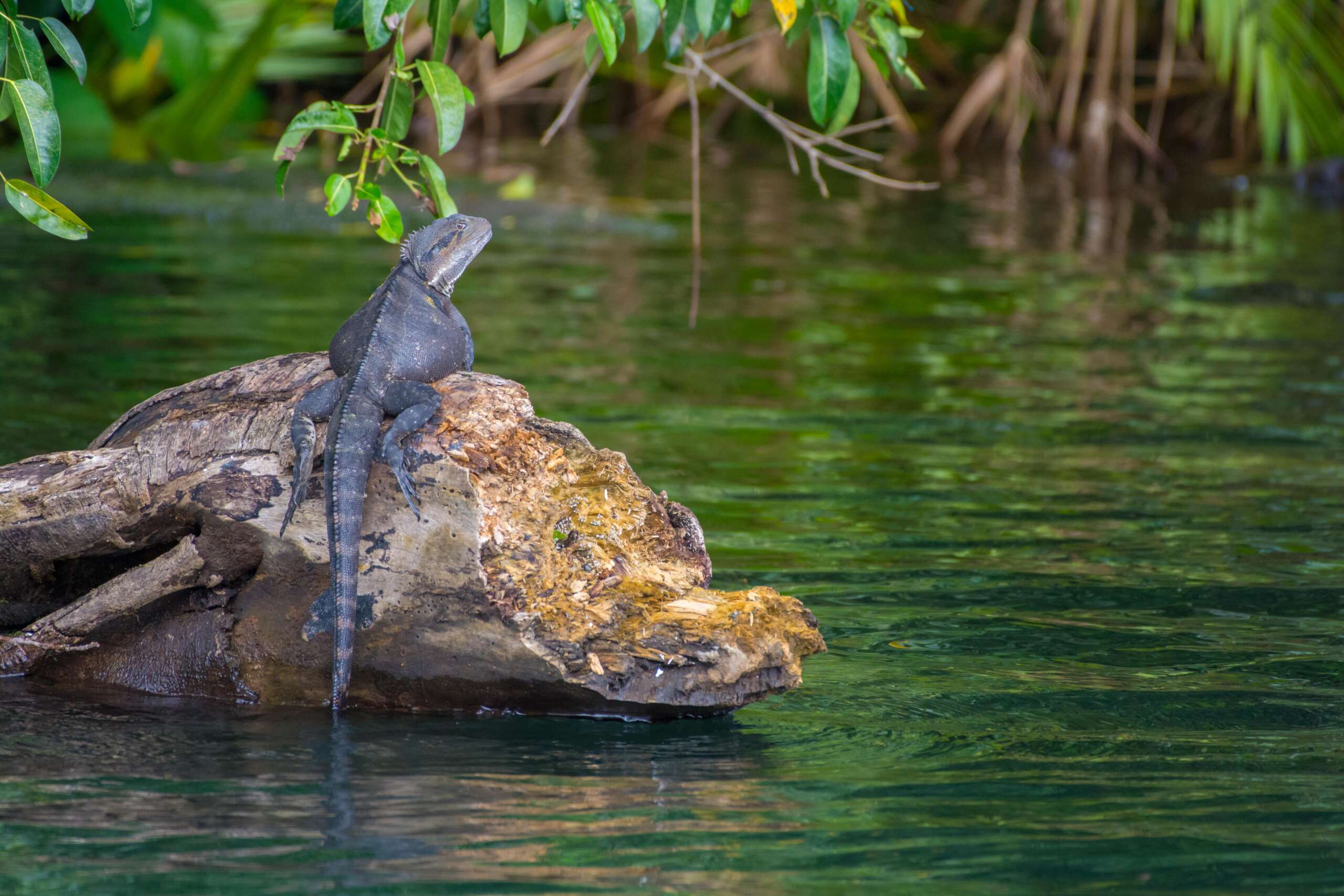 Atherton Tablelands Nature Tour