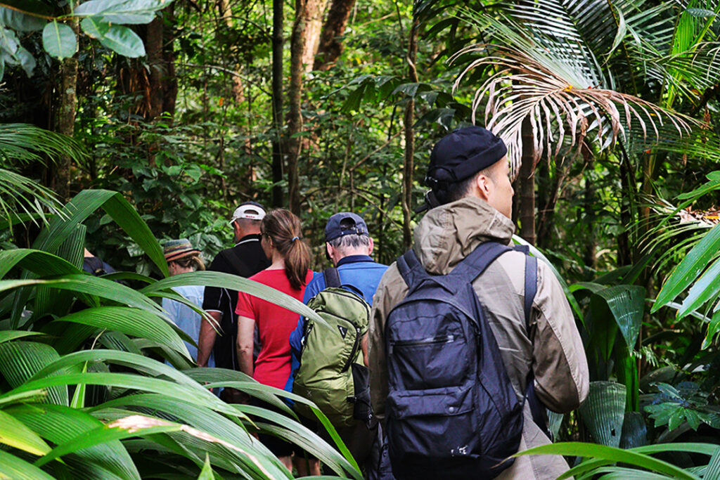 Guided group walking rainforest boardwalk trail at Daintree Discovery Centre Cape Tribulation Queensland