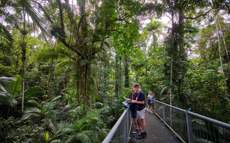 Tourists on Daintree Discovery Centre aerial walkway through ancient rainforest canopy Queensland