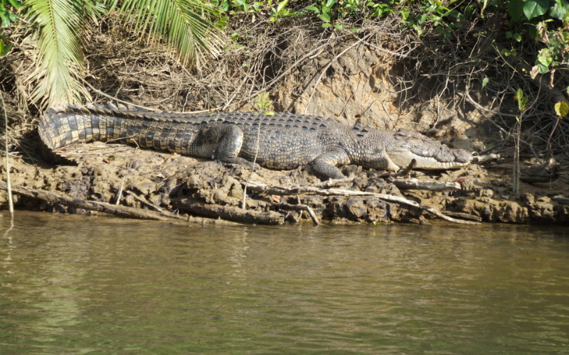 Wild saltwater crocodile basking on Daintree River bank spotted on wildlife cruise Queensland`