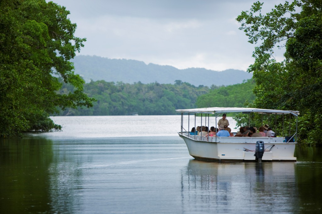 Wildlife spotting boat cruise on Daintree River through tropical rainforest Queensland Australia