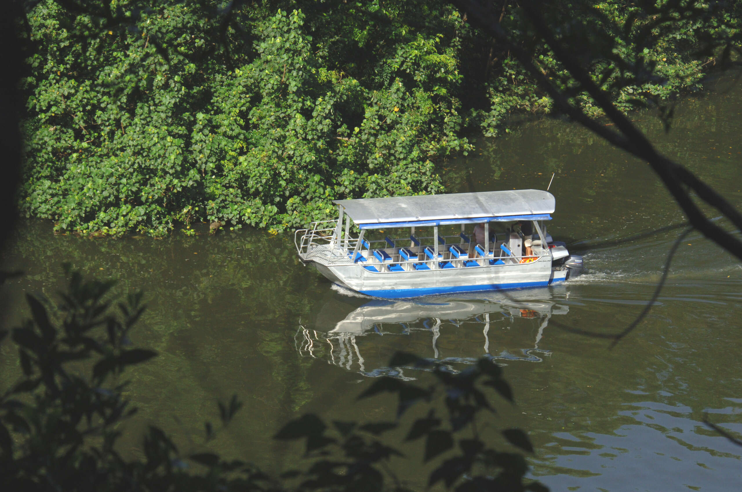 Cruise boat navigating Daintree River mangrove estuary World Heritage rainforest Queensland